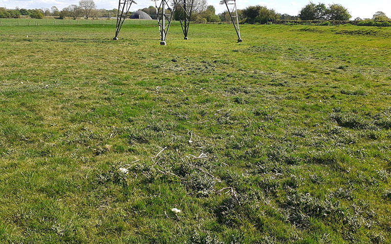 Weed Control & Site Vegetation Management