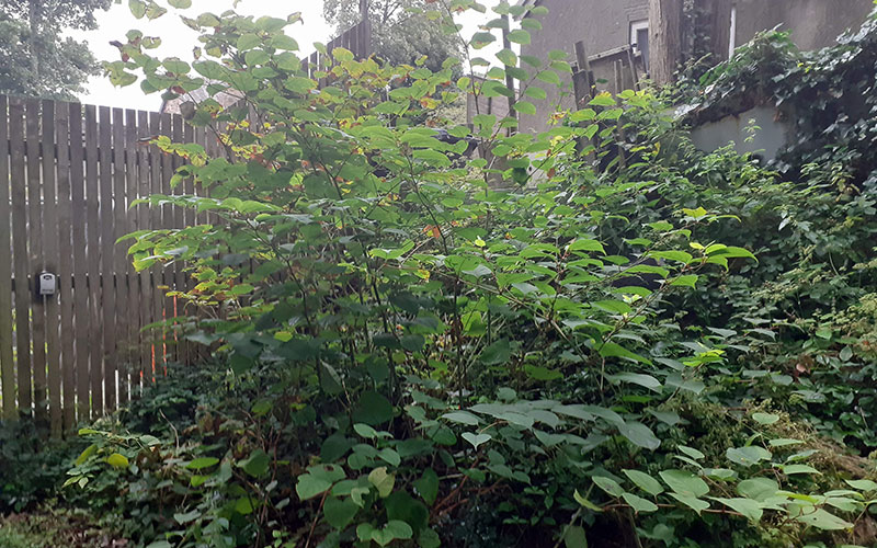 Weed Control & Site Vegetation Management