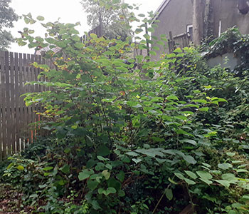 Invasive Weed Control & Management