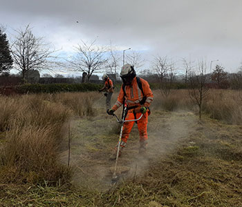 Invasive Weed Control & Management