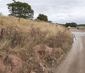 Invasive Weed Control & Management