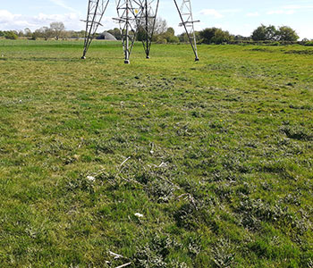 Invasive Weed Control & Management